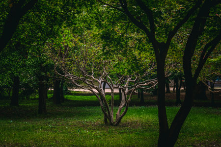 Smaller Tree in Middle of a Grove Illuminated by the Sun in Gyeo