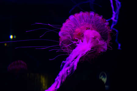 Jellyfish Illuminated by LED Lightsの写真素材