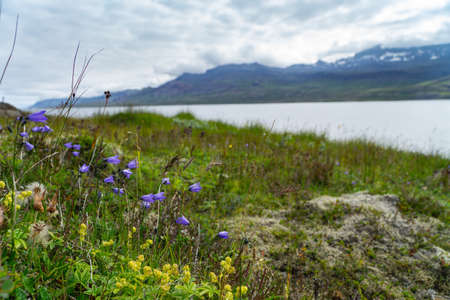 Purple Flowers on a Hillside Overlooking a Fjord.の写真素材