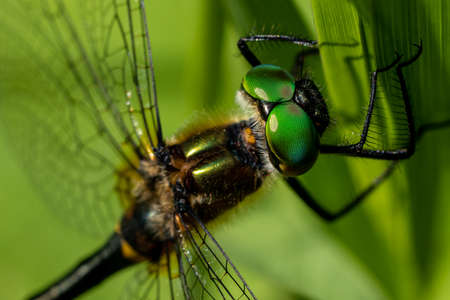Close up of a Dragonfly Headの写真素材
