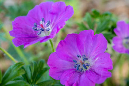 macro view of purple flowers in the gardenの写真素材
