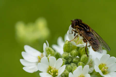 fly on a white tiny flowerの写真素材