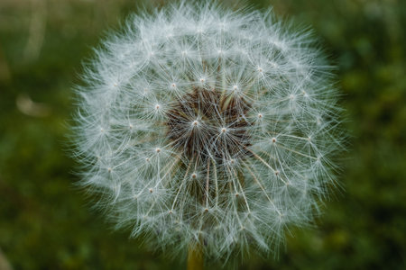 Perfect Dandelion Gone to Seed