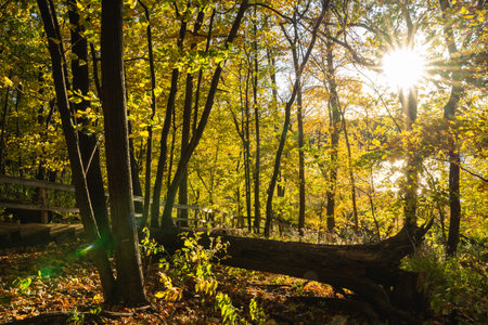 Autumn in the forest over a fallen tree with the sun setting.