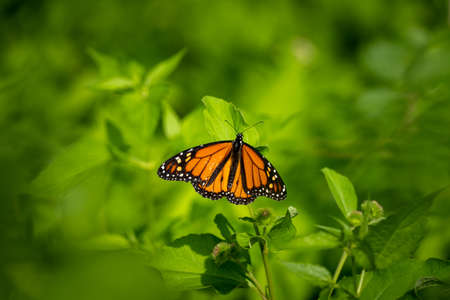 monarch butterfly framed on vibrant green plantsの写真素材