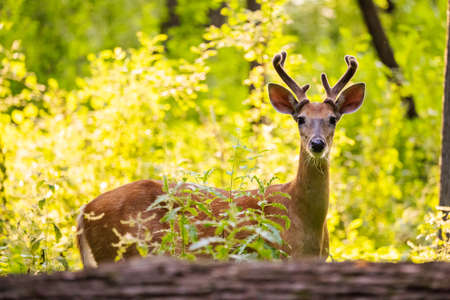 young male deer looking at the camera in the forestの写真素材