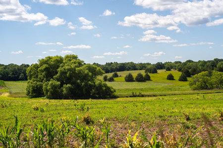 grove of trees in the middle of a field with rolling hills and clouds in the sky