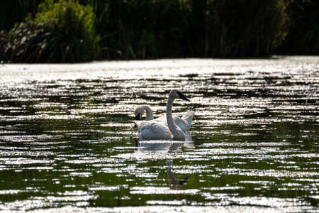 two swans on a lake at sunset in minnesotaの写真素材