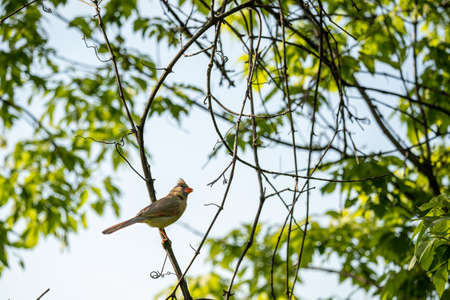 female cardinal looking up at another cardinal in a treeの写真素材