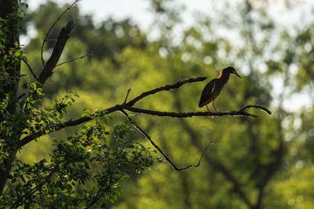 green heron sitting in a tree hunting for prey in the lakeの写真素材