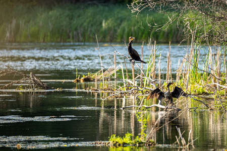 two double-crested cormorant sitting on branches on a flood island along the mississippi riverの写真素材