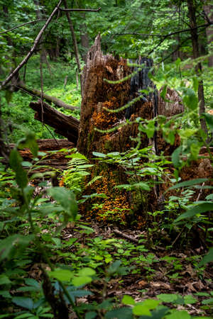 tiny orange mushrooms growing on a stump in the forestの写真素材