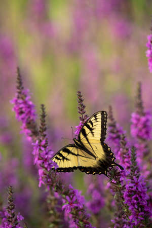 macro image of a butterfly on a flowerの写真素材