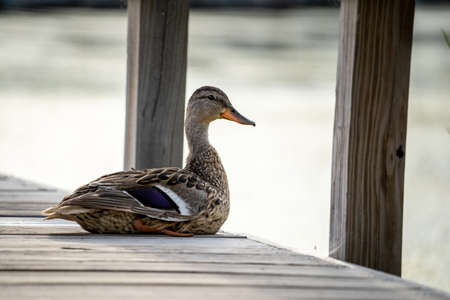 duck sitting on a floating pier in minnesotaの写真素材