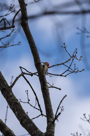 red-bellied woodpecker on a branch