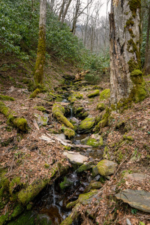 mossy stream flowing down a mountain side
