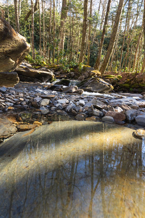 small pool in a stream with the reflection of the forest behind