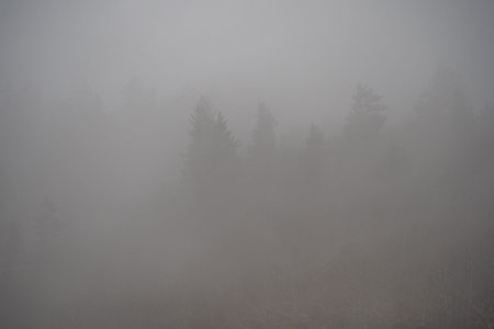 thick cloud covered forest in the mountains of tennessee
