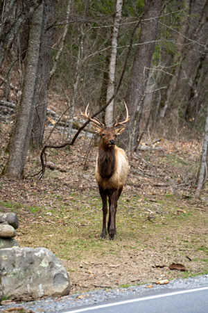 bull elk walking out from the woodsの写真素材