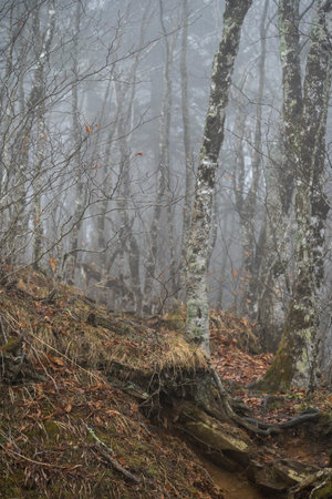 mist drifting through a leave-less birch grove in the mountainsの写真素材