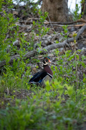 wood duck on the side of the trail cautiously watchingの写真素材