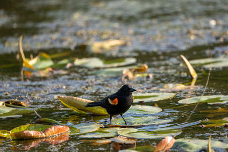 red-winged black bird on a lily pad after a bathの写真素材