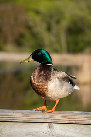 male mallard duck on a pier railing on a lakeの写真素材