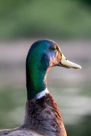 side portrait of a mallard duck looking over a pondの写真素材