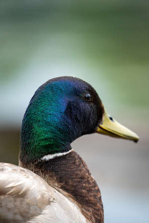 portrait of a male mallard duckの写真素材