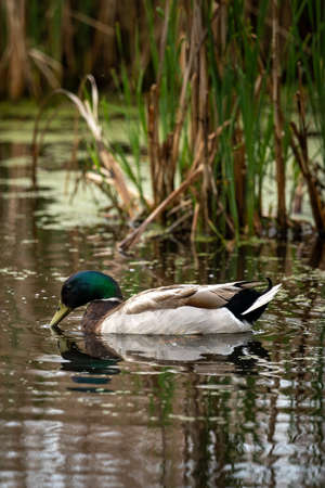 mallard duck feeding on a wetland pondの写真素材