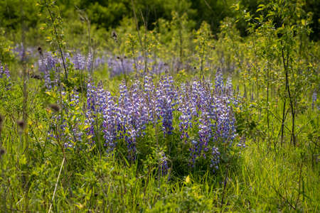 lupine growing in an open prairieの写真素材