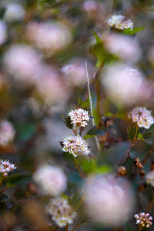 close up of blossoms through another plantの写真素材