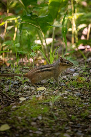 chipmunk standing at attention on the edge of a trailの写真素材