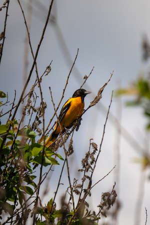 baltimore oriole resting on branchesの写真素材