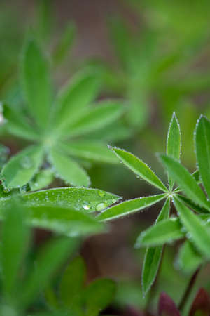 rain drops on the leaves of small lupine plantsの写真素材