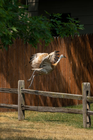 sandhill crane jumping over a wooden fenceの写真素材