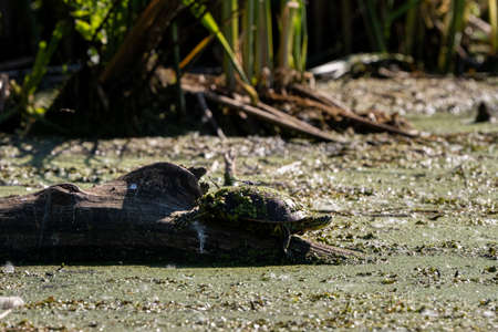 turtle chilling on a log on the edge of a swampの写真素材