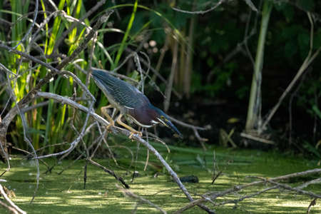 green heron that just caught a fish in a wetland pondの写真素材
