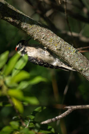 downy woodpecker on the underside of a branchの写真素材