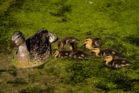 duck and ducklings learning how to swim in green algaeの写真素材
