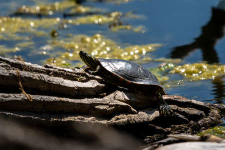 painted turtle sunning on a floating treeの写真素材
