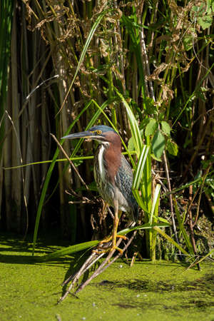 Green Heron on Reedsの写真素材