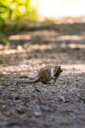 chipmunk crossing a gravel trailの写真素材