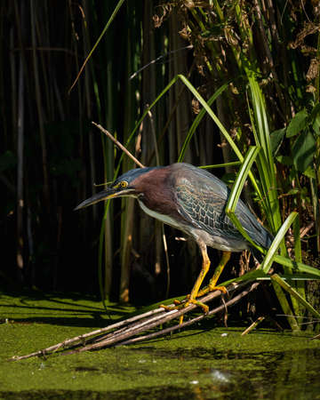 green heron standing in the reeds at the edge of a wetland lakeの写真素材