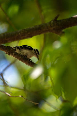 woodpecker hiding up in a treeの写真素材