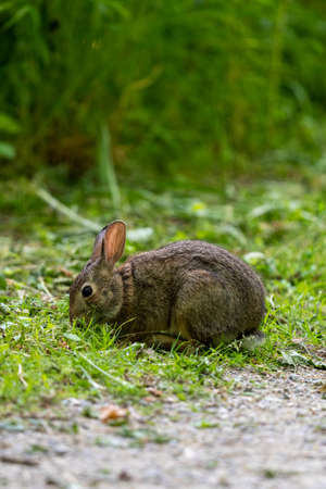 rabbit eating grass on the side of the trailの写真素材