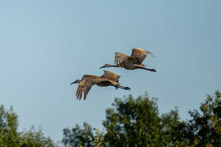 two sandhill cranes in flight over a prairieの写真素材