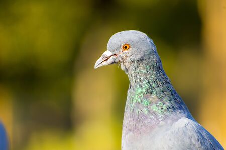 23 august 2019 , gujarat, cute pigeon on green background at Race course road Rajkotのeditorial素材
