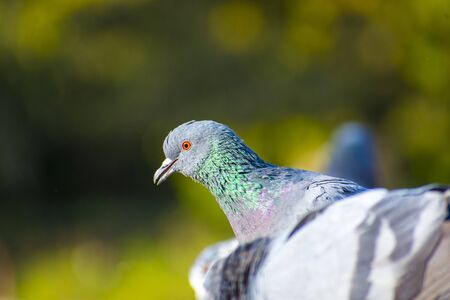 23 august 2019 ,Rajkot, Gujarat, India cute pigeon on green background at Race course road Rajkotのeditorial素材
