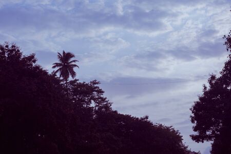 July 18, 2019 ,Mumbai, India , coconut tree with blue sky view In Mumbai ( Indian)の写真素材